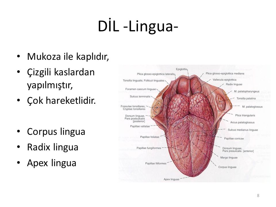 Lengua derivada del latin